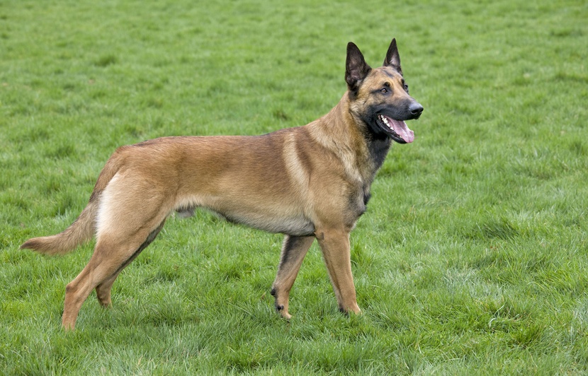 Địa chỉ mua chó Becgie Bỉ (chó Malinois) tại Cần Thơ