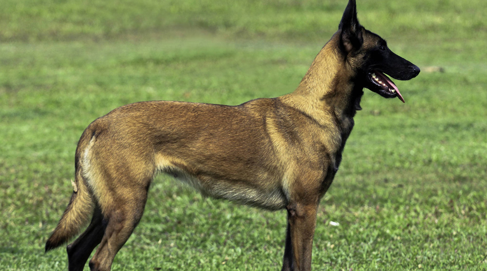 Địa chỉ mua chó Malinois (chó Becgie Bỉ) tại Biên Hoà uy tín nhất