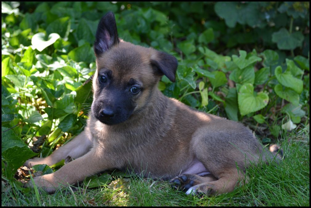 Những lưu ý trong chế độ ăn dinh dưỡng của chó nghiệp vụ Becgie Bỉ (malinois) 2 tháng tuổi