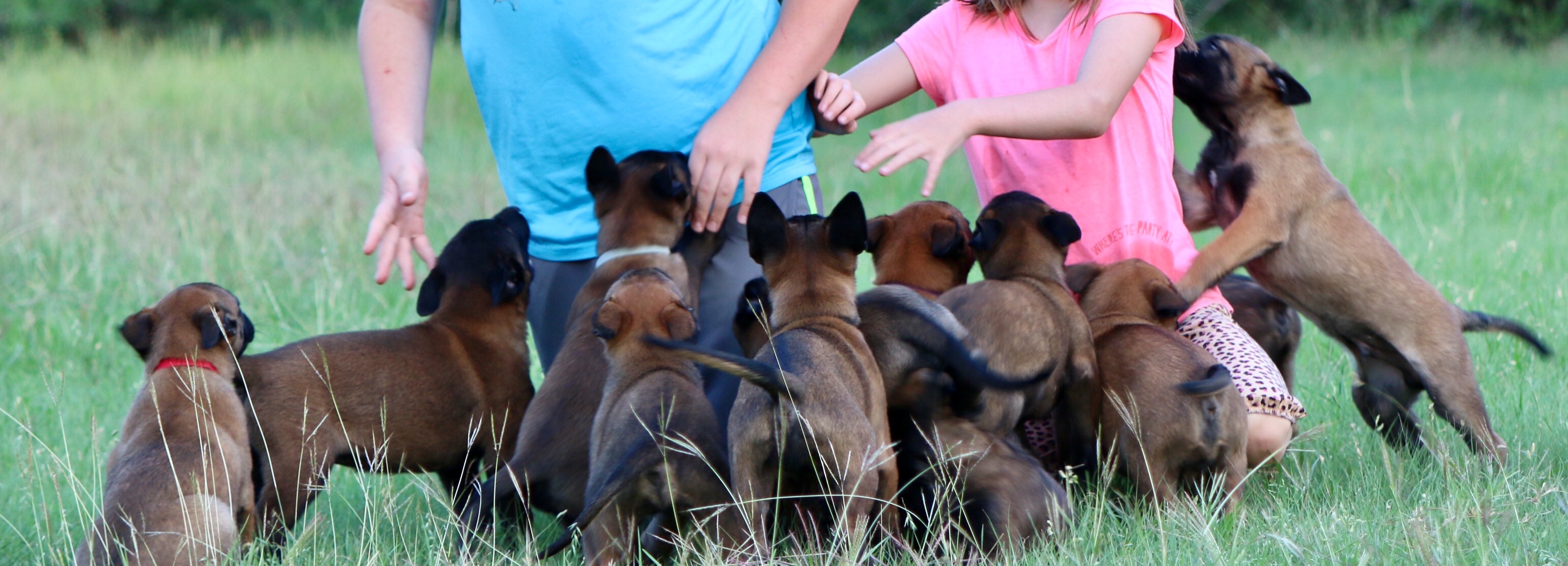 Những điều cần biết để chọn ngày phối giống chó nghiệp vụ Becgie Bỉ (Malinois)  hiệu quả nhất