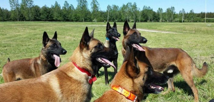 Chó Becgie Bỉ (malinois) phối giống vào lúc nào trong ngày?