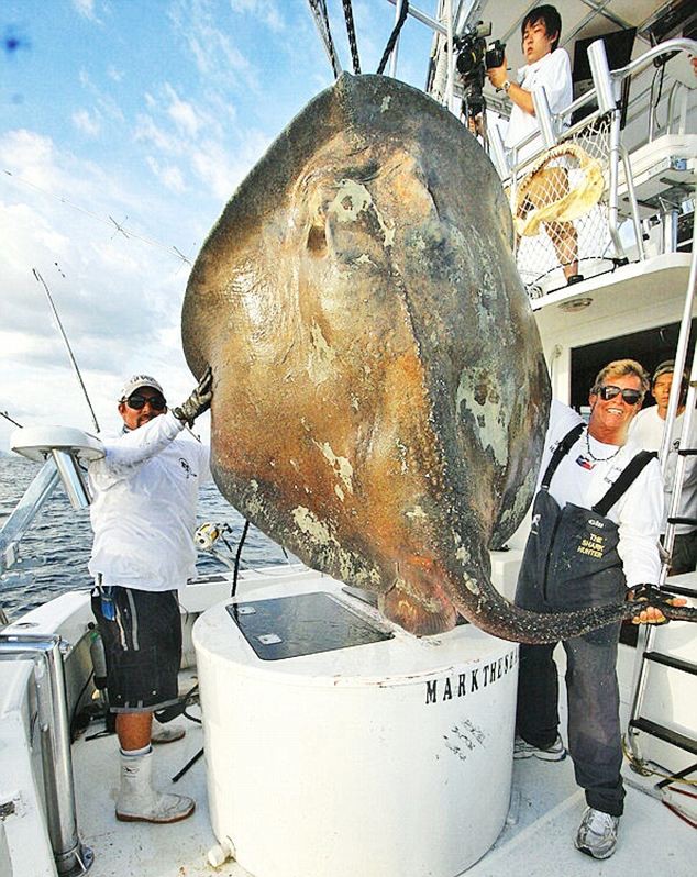 Bắt 'quái vật đại dương' hơn 360 kg