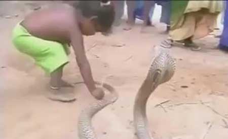 Dùng rắn hổ mang làm đồ chơi cho trẻ em