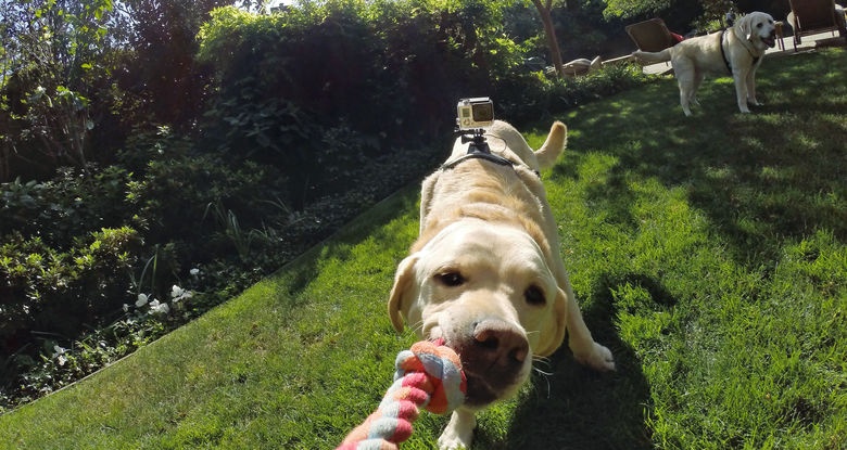 Dây đeo camera Gopro gắn lưng, bụng cho thú cưng
