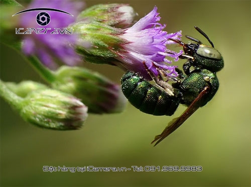 Lens macro fisheye 2 trong 1 cho smartphone, tablet Lieqi chính hãng