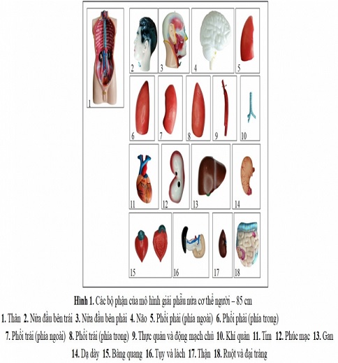 Tổng hợp 86 hình về mô hình giải phẫu người  NEC