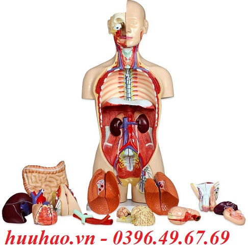 MÔ HÌNH CẤU TẠO CƠ THỂ NGƯỜI CAO 85CM  huuhaovn