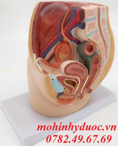Mô hình bộ phận sinh dục nữ bổ dọc Mô hình cắt đứng qua hông chậu nữ