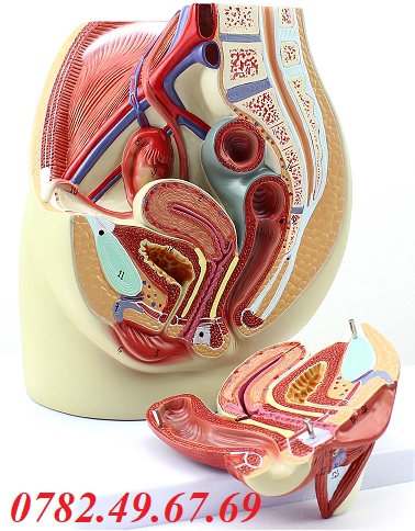 Mô hình giải phẫu cơ quan sinh dục nữ