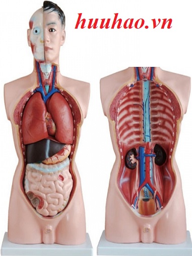 Giải phẫu cơ thể người 3d  tổng hợp 88 hình về mô hình cơ thể người 3d
