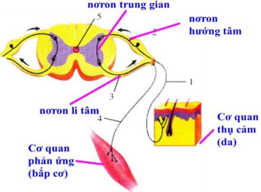 Mô hình cung phản xạ tủy