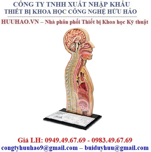 Mô hình đặt ống thông dạ dày Nasco SB10239U