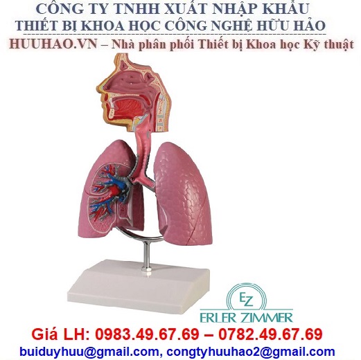 7. Các Bệnh Lý Liên Quan Đến Hệ Hô Hấp