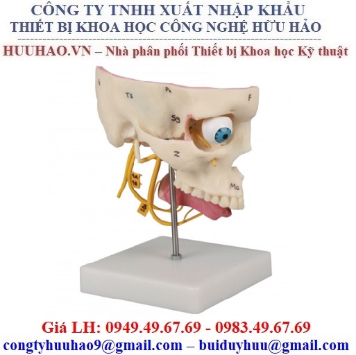Cấu tạo và chức năng sinh lý của mũi  YouMed