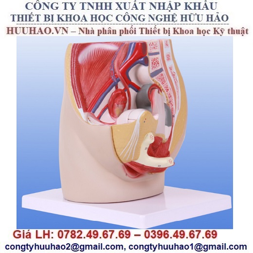 MÔ HÌNH GIẢI PHẪU CƠ QUAN SINH DỤC NỮ