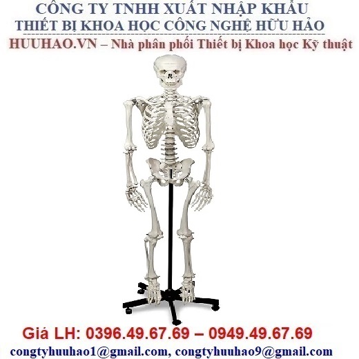 Mô hình khung xương chậu nam