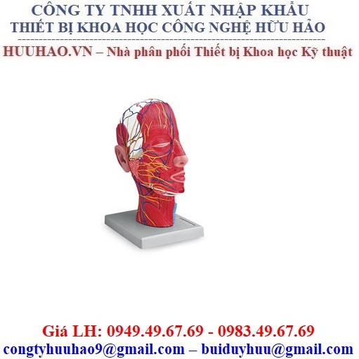 Mô hình nửa đầu mô phỏng dây thần kinh, hệ cơ Nasco LA00140U