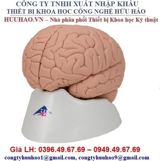 BỘ MÔ HÌNH GIẢI PHẪU NÃO NGƯỜI 3B SCIENTIFIC