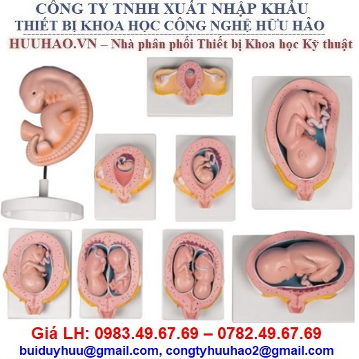 MÔ HÌNH PHÔI THAI TỪ THÁNG 1 TỚI THÁNG 9 L204