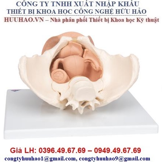 Review Bật mí thông tin bộ phận sinh dục nữ gồm những gì