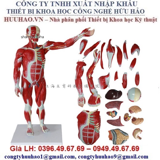 Mô hình giải phẫu cơ và thần kinh chi trên