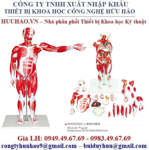 DANH SÁCH MÔ HÌNH THỰC HÀNH Y DƯỢC HÃNG SUZHOU MEDICAL