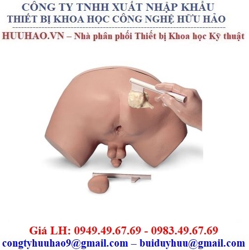 Mô hình thực hành thăm khám tuyến tiền liệt Nasco LF00901U