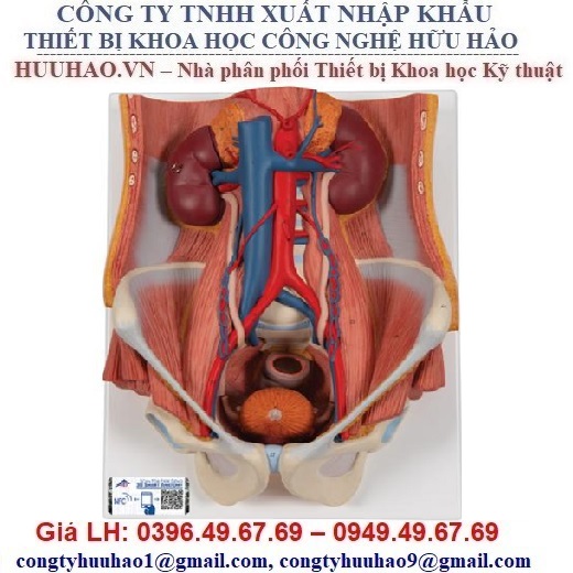 Mô hình giải phẫu hệ tiết niệu 3B Scientific