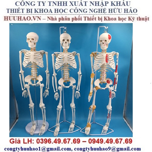 MÔ HÌNH BỘ XƯƠNG NGƯỜI CAO 85CM (DẠNG TREO, MÀU)