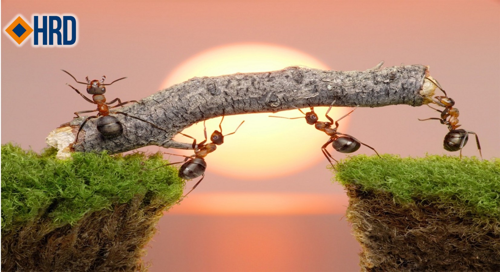 Muốn Giết Chết Năng Lực Làm Việc Của Nhân Viên, Cứ Như Sư Tử Trong Câu