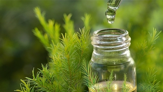 Cha mẹ đang dùng 'dầu tràm' hay 'tinh dầu tràm' cho bé?