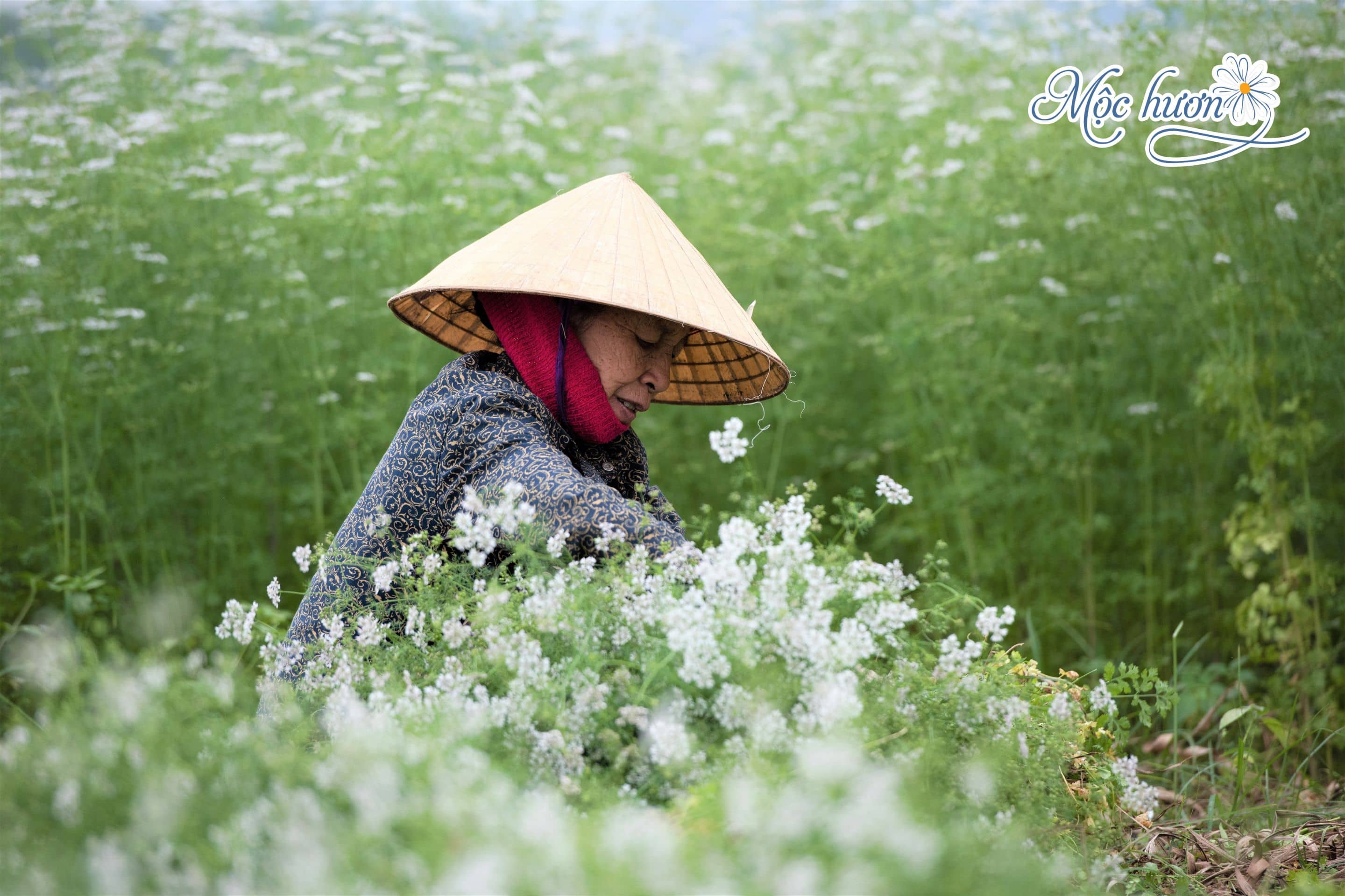 [Nhà Báo Công Luận]  Nhắc tới Mộc Hương, là nghĩ ngay tới mùi già, mùi của Tết đang tới rất gần
