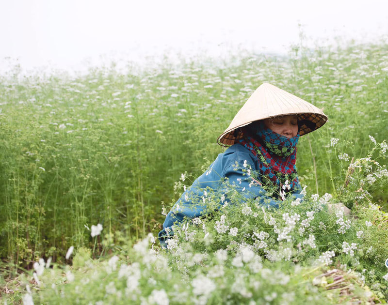 [Vietnamnet] Trồng cánh đồng mùi già bát ngát, giữ hương cho khách tắm thơm đêm 30 Tết