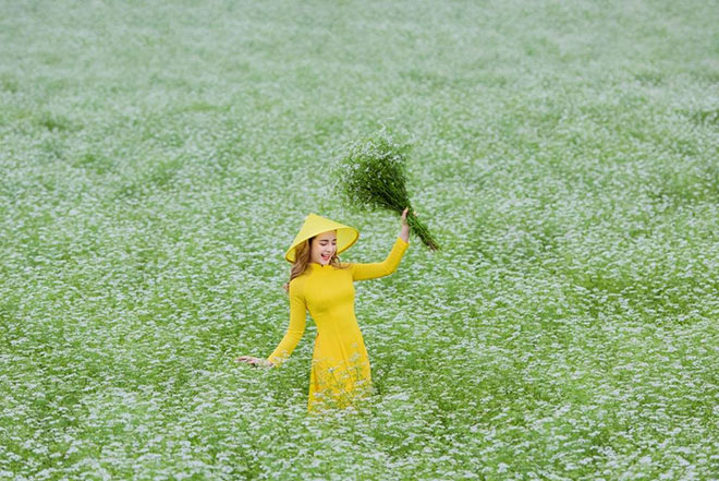 [24h.com.vn] Chùm ảnh: Mãn nhãn với cánh đồng mùi già rộng lớn tại Việt Nam