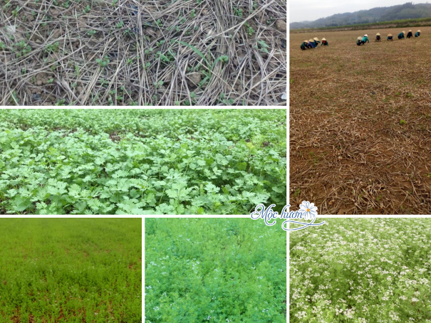 Một góc hành trình của Mùi già chuẩn bị đón Tết năm nay