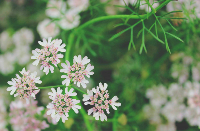 [VTV] Mãn nhãn với cánh đồng mùi già rộng lớn nhất Việt Nam