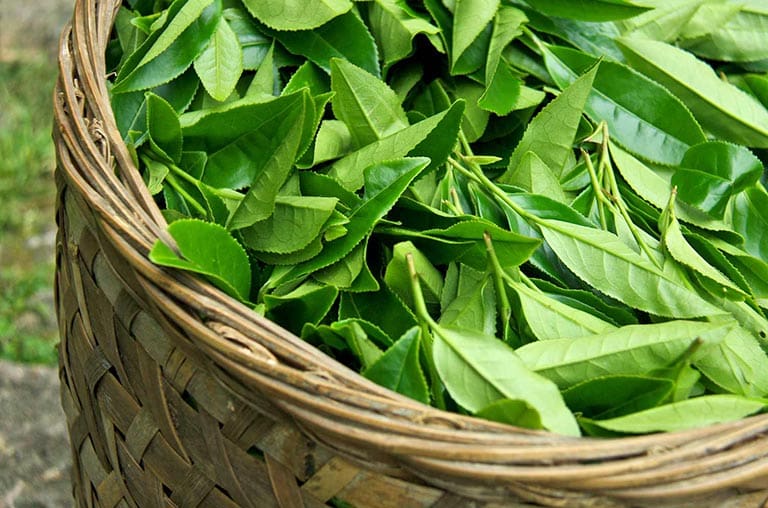 Tắm lá chè xanh có bị đen da không? cách tắm lá chè xanh cho trẻ