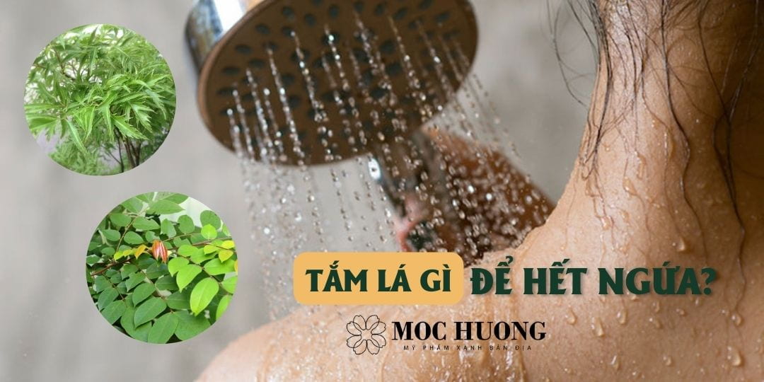 Tắm lá gì để hết ngứa? 4 loại lá bạn không nên bỏ qua