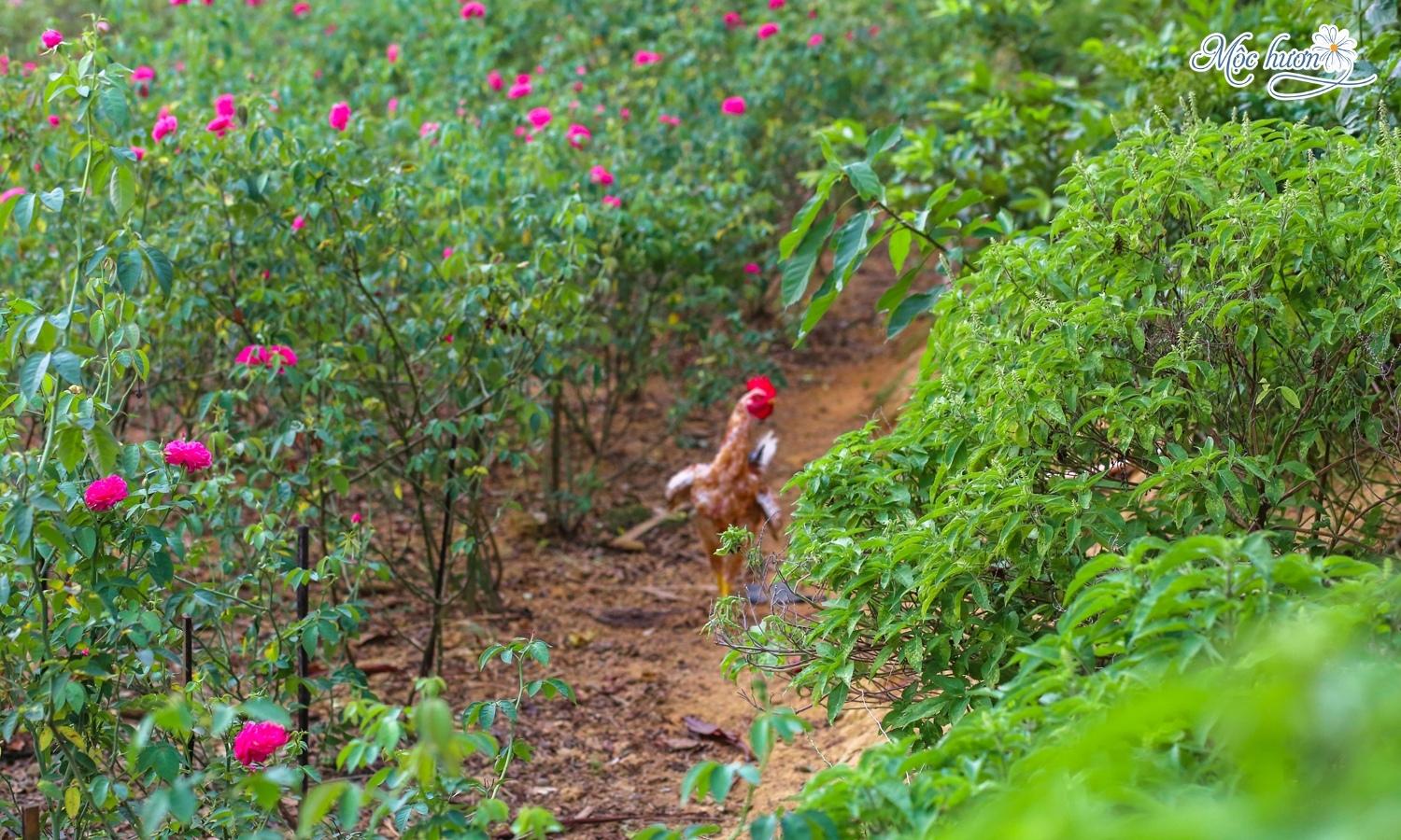 [Sức khỏe cộng đồng] Mộc Hương sản xuất sản phẩm hữu ích cho mùa dịch COVID-19