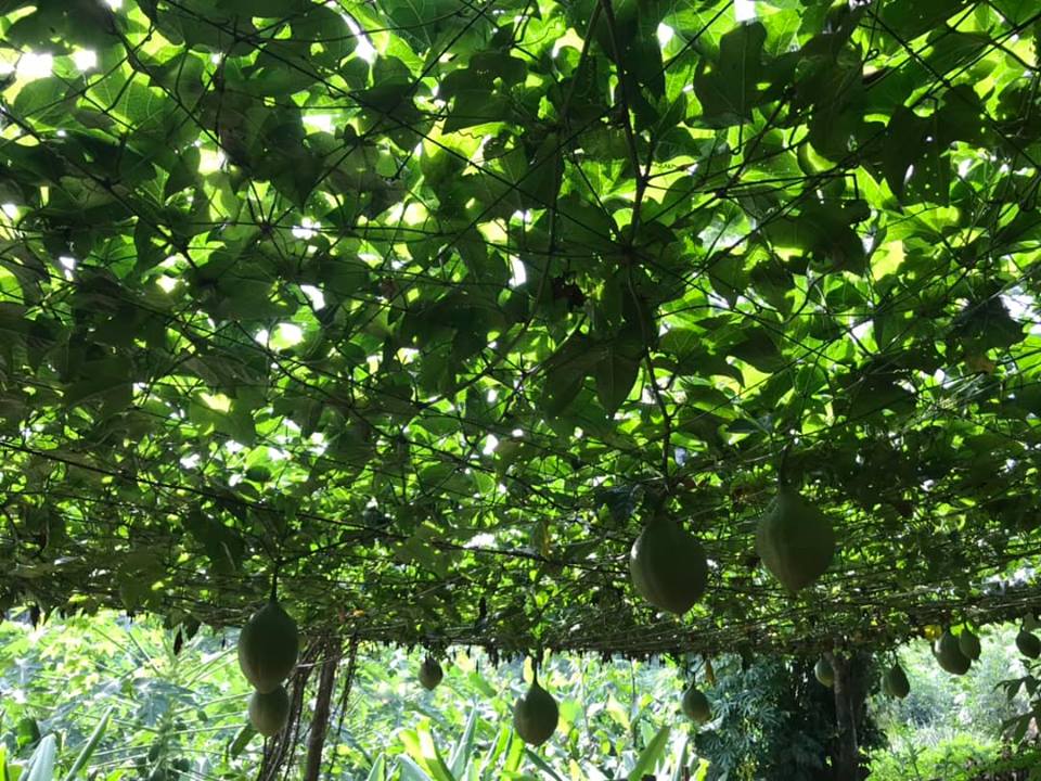 vườn gấc của Mộc Hương đấy