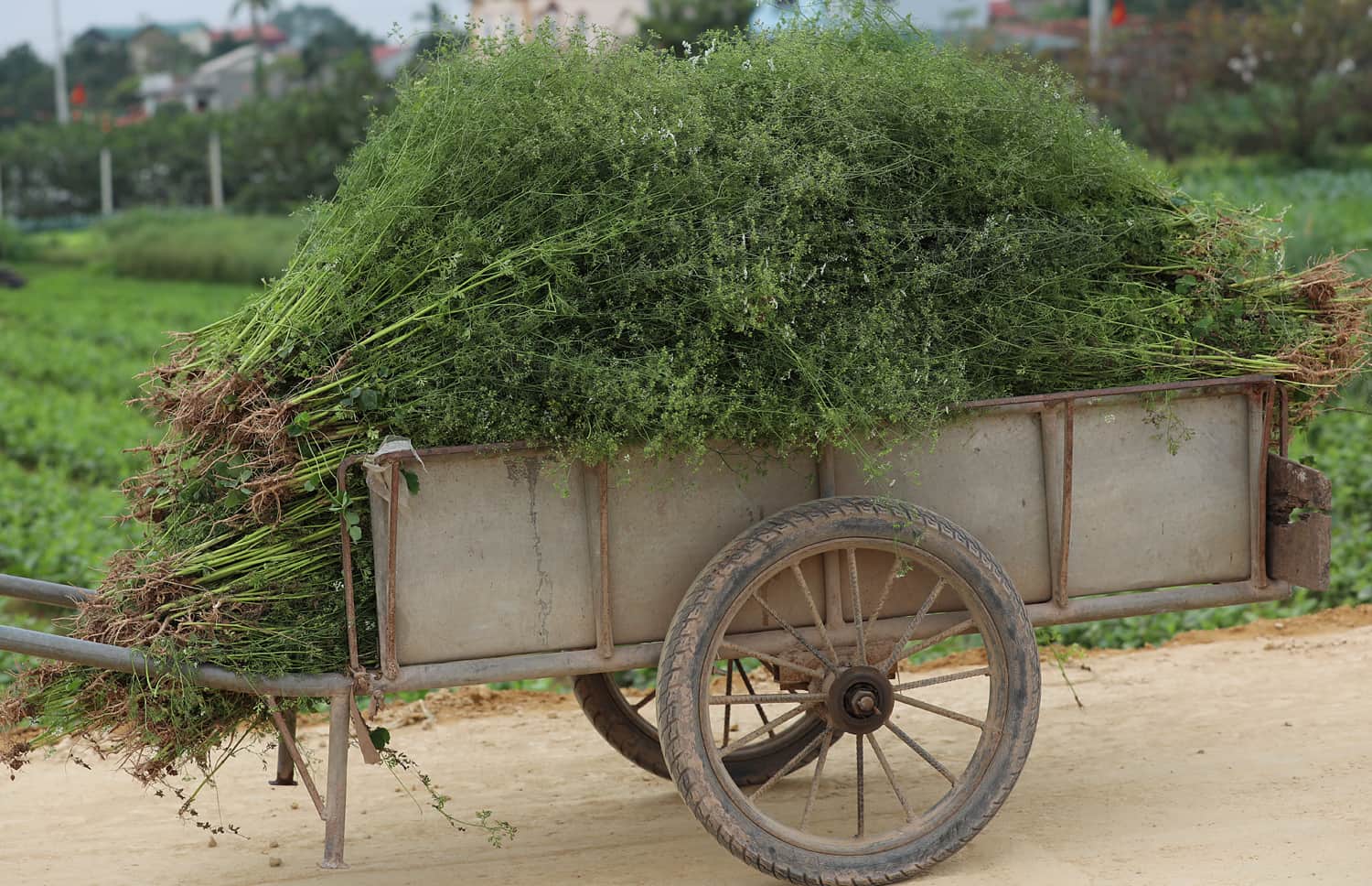 cách sử dụng tinh dầu mùi già