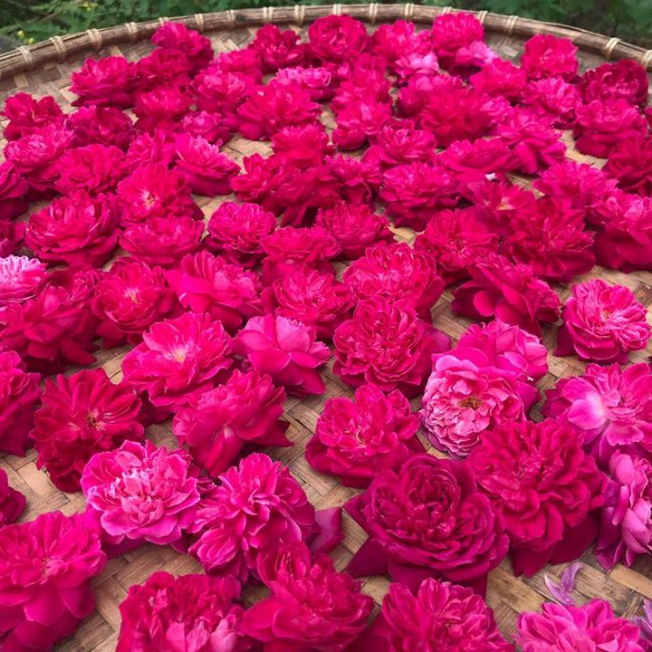 Trà hoa hồng nguyên bông