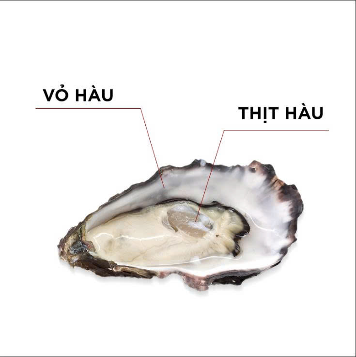 So sánh công dụng Vỏ hàu và Thịt hàu giúp cải thiện sinh lý nam giới