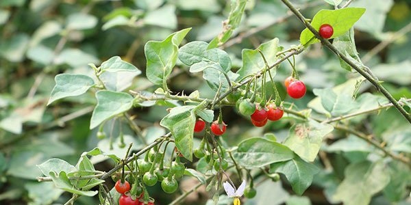 Cà gai leo - Hiệp sỹ bảo vệ gan