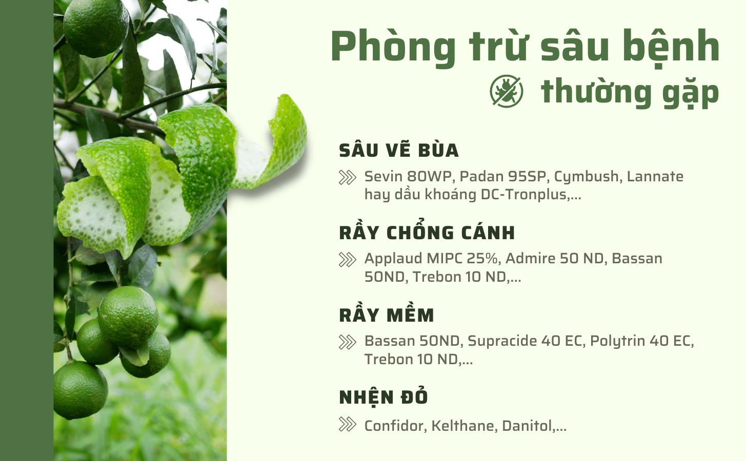 Chanh Giay Limca Khong Hat Nong Trang Island 7