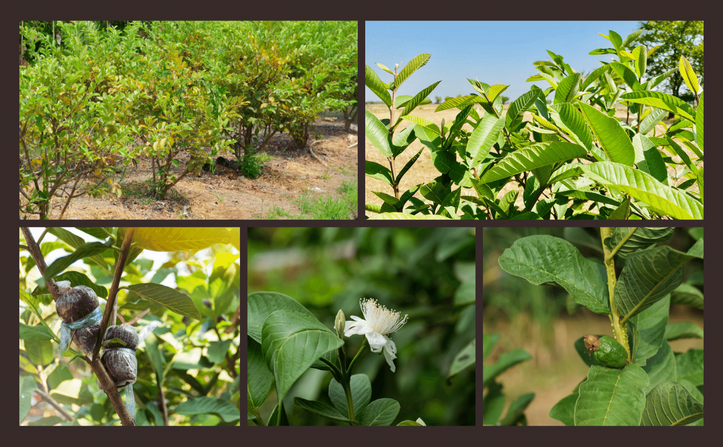 Oi Nu Hoang Nong Trang Island 8