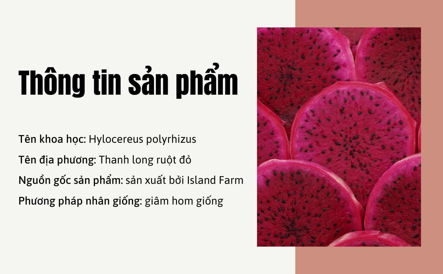 Thanh Long Ruot Do Nong Trang Island 2