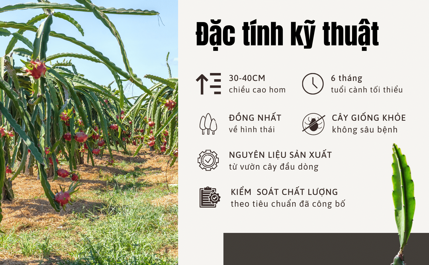 Thanh Long Ruot Do Nong Trang Island 3