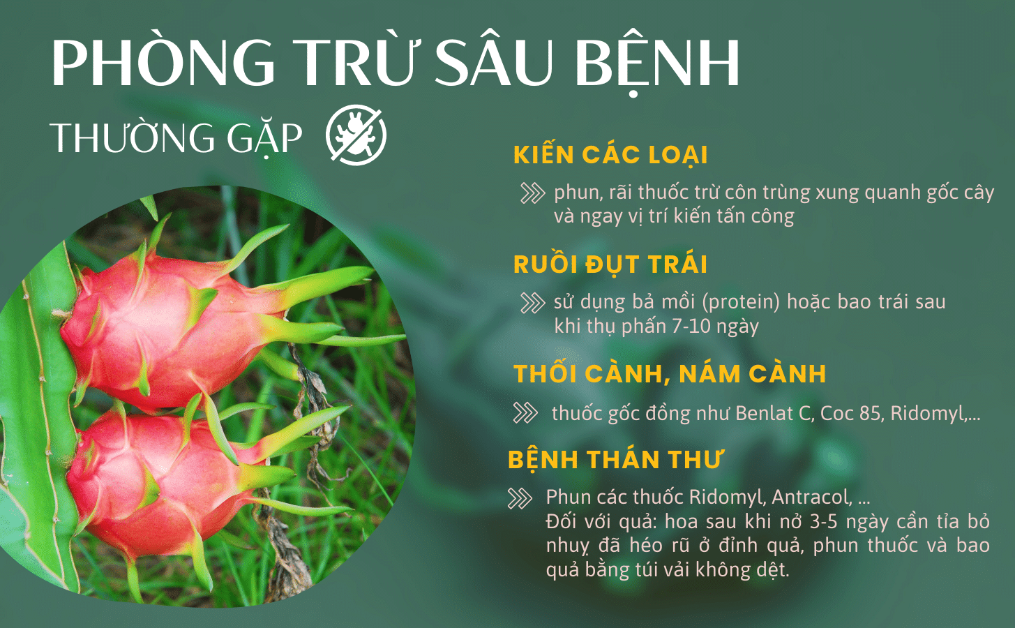 Thanh Long Ruot Do Nong Trang Island 7