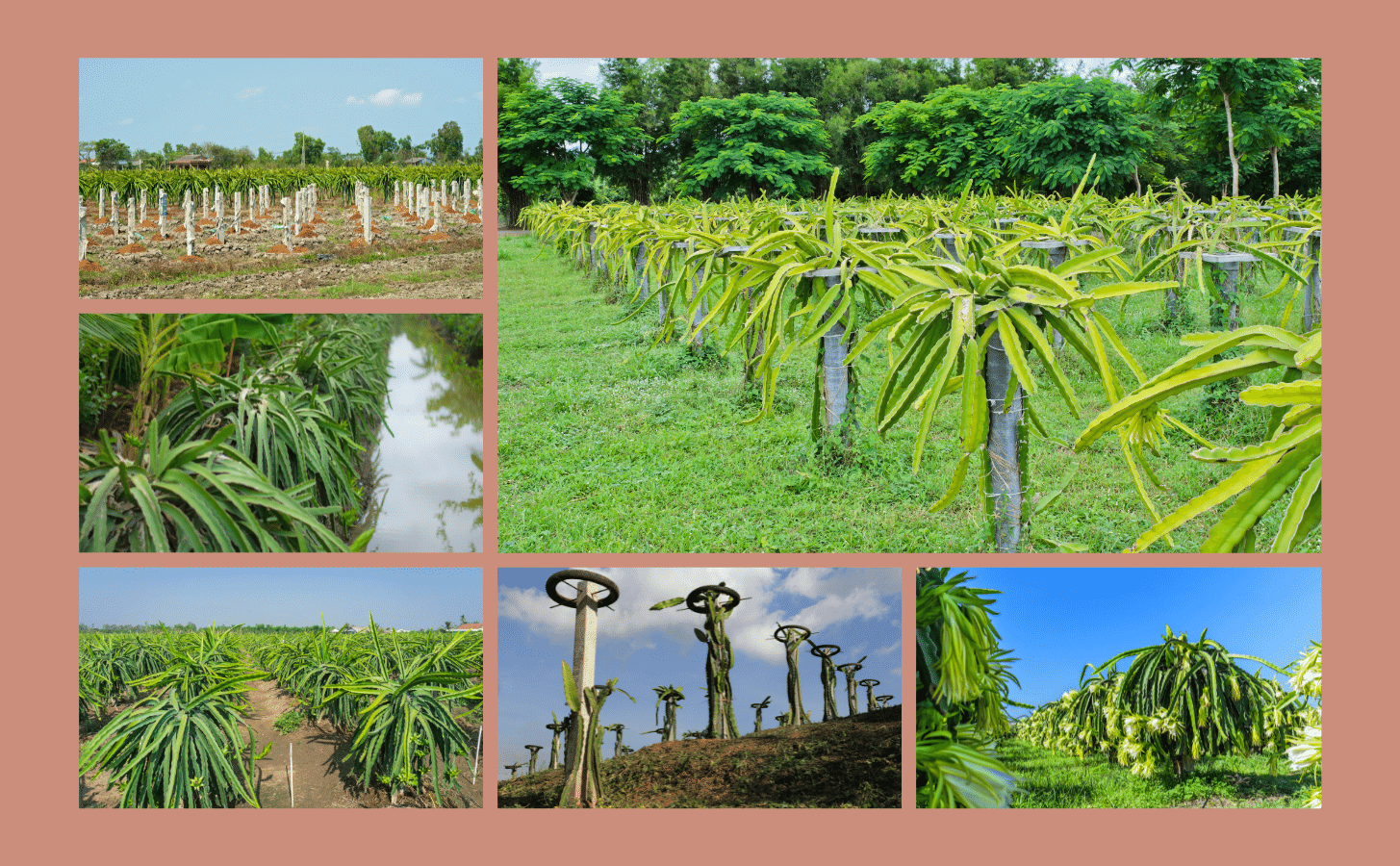 Thanh Long Ruot Do Nong Trang Island 9